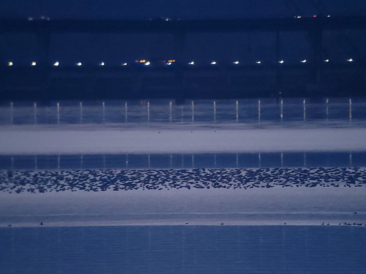 Ring-billed Gull - ML613882145