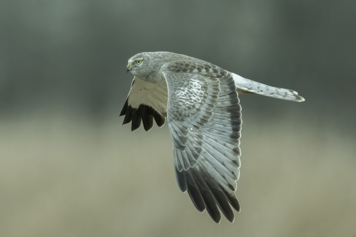 Northern Harrier - ML613882177