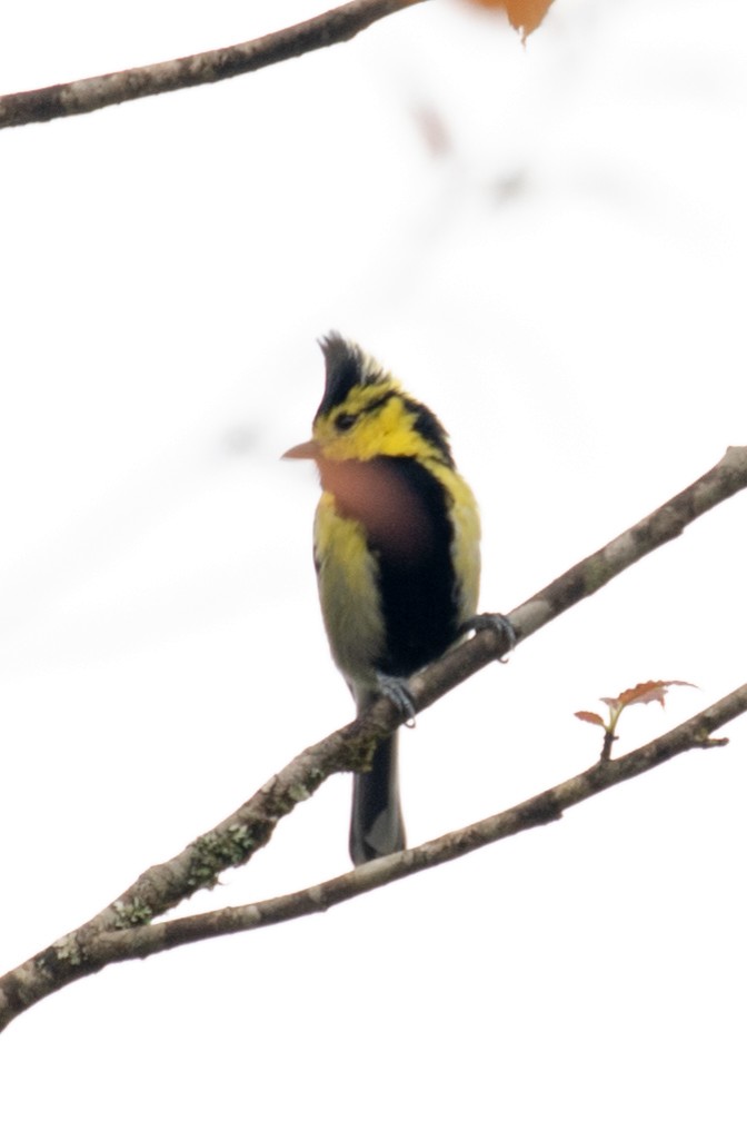 Yellow-cheeked Tit - Mason Flint