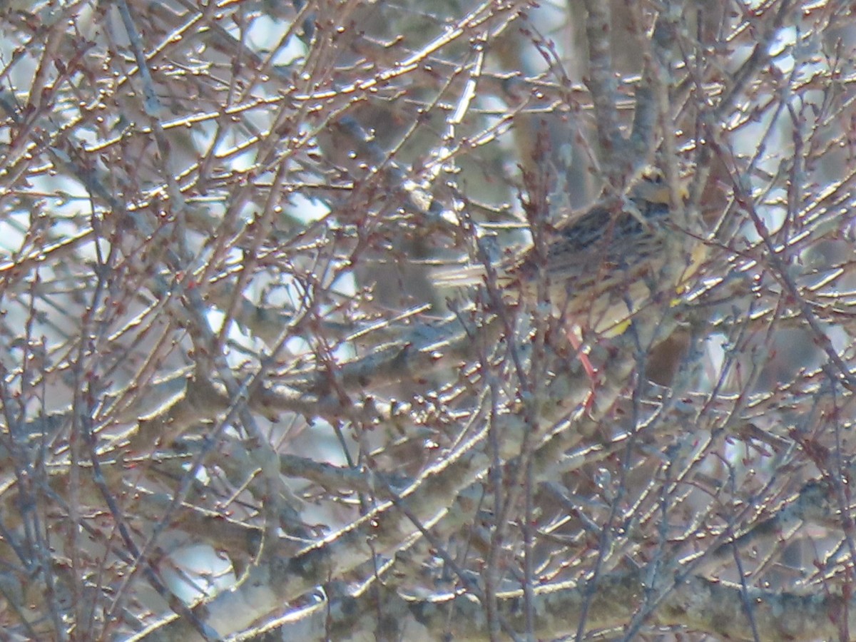 Eastern Meadowlark - ML613882365