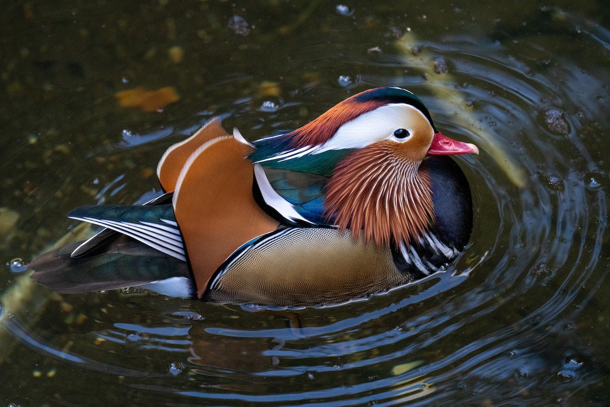 Mandarin-ahatea - ML613882409