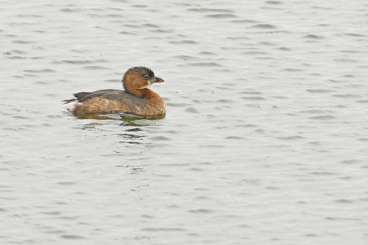 Least Grebe - ML613882479