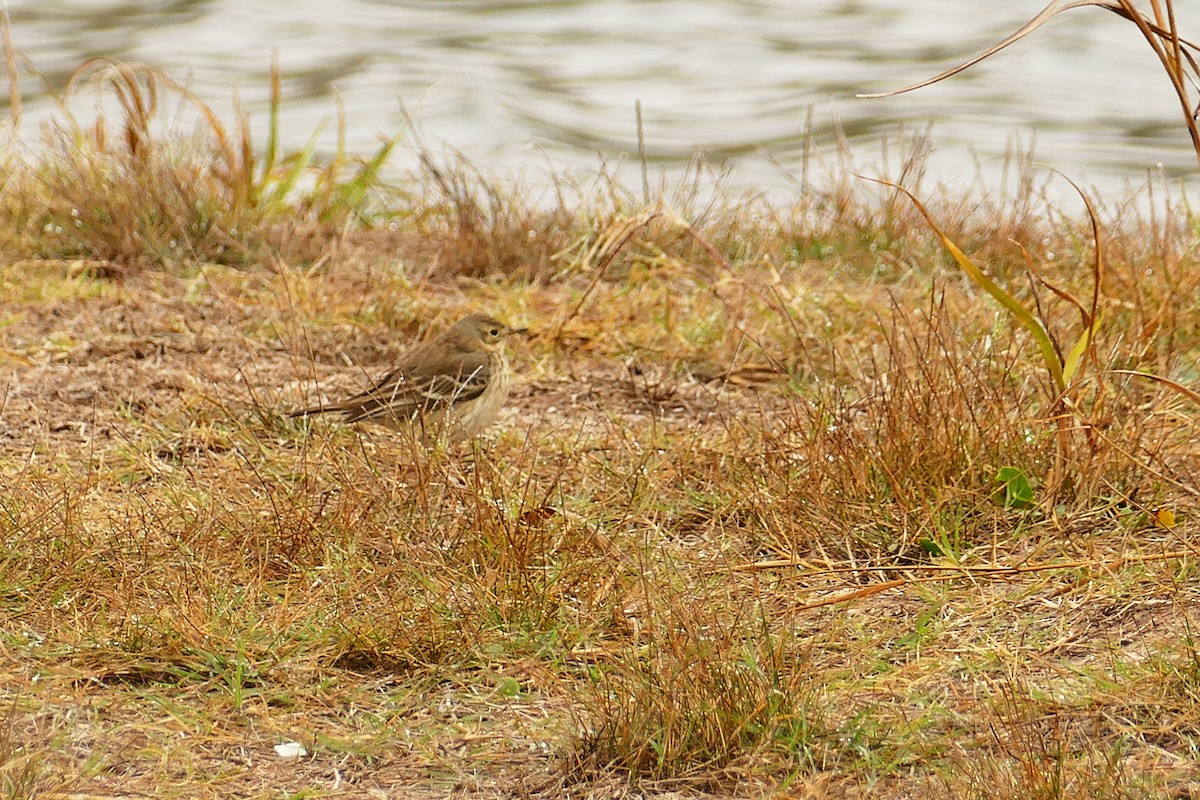 American Pipit - ML613882486