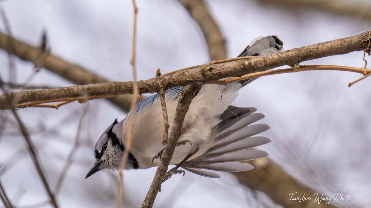 Blue Jay - ML613882530