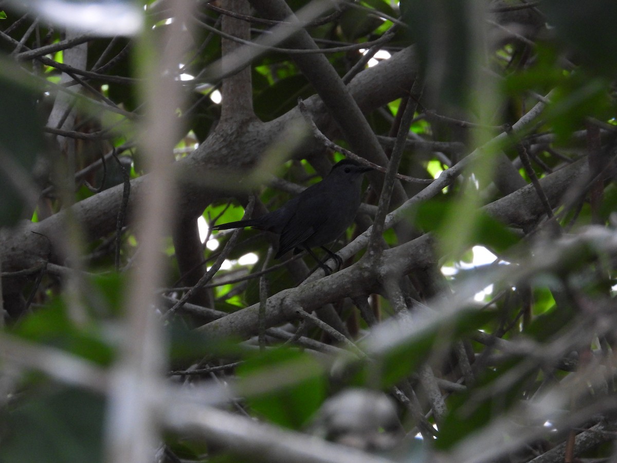 Gray Catbird - ML613882570