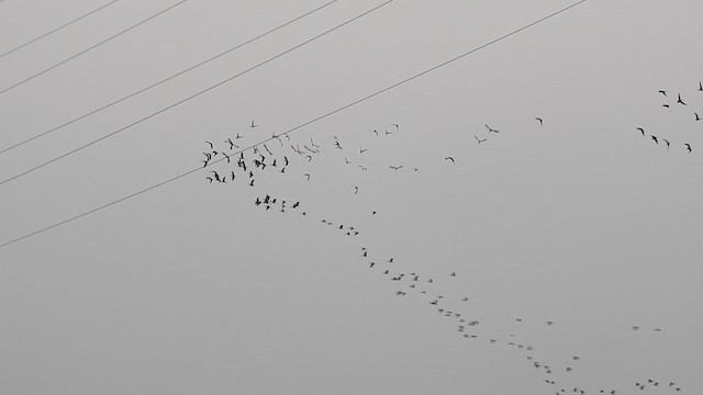 Гялаан билүүс - ML613882591