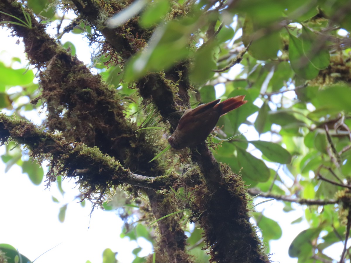 Spectacled Prickletail - ML613882598