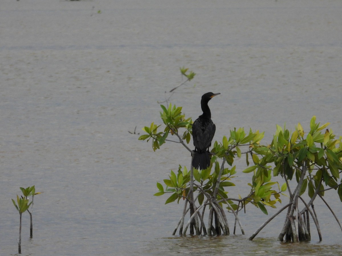 Neotropic Cormorant - ML613882604