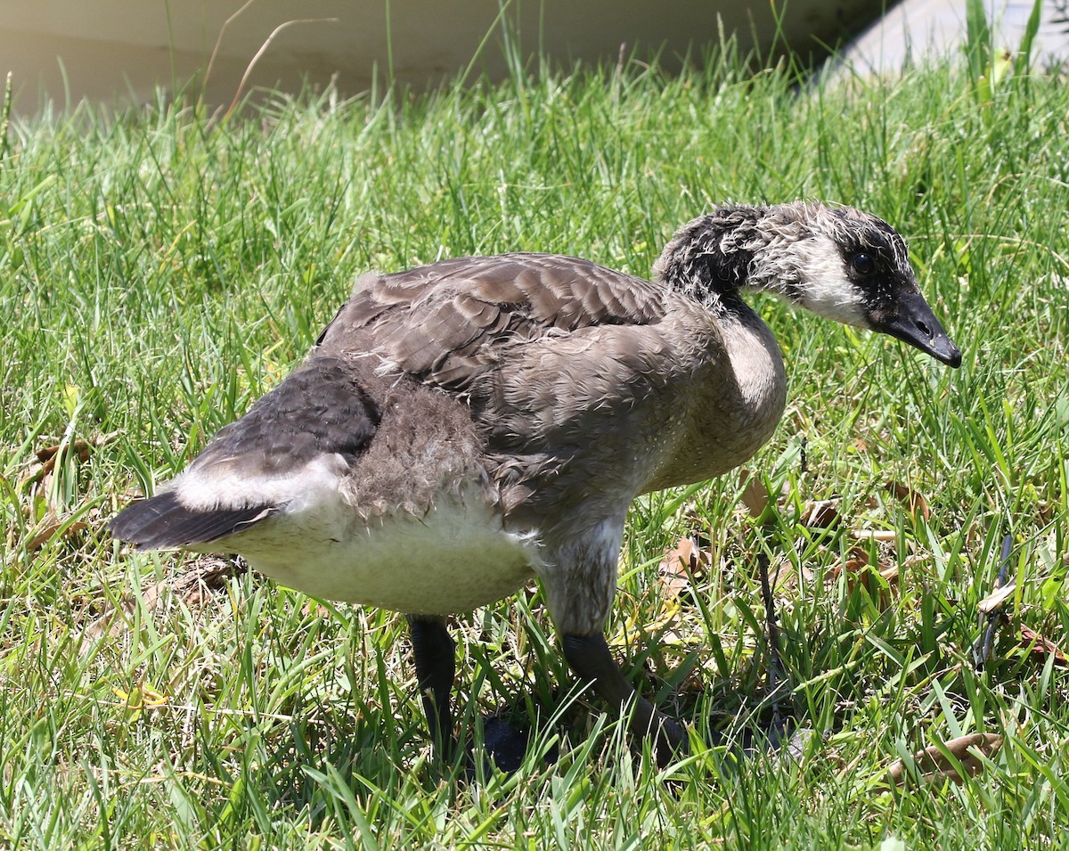 Canada Goose - Bruce  Purdy