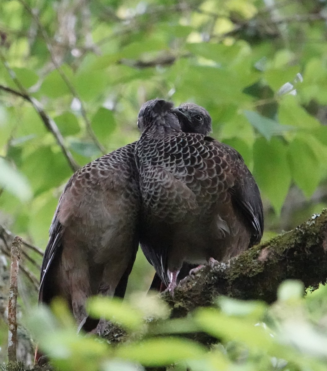 Chachalaca Colombiana - ML613882618