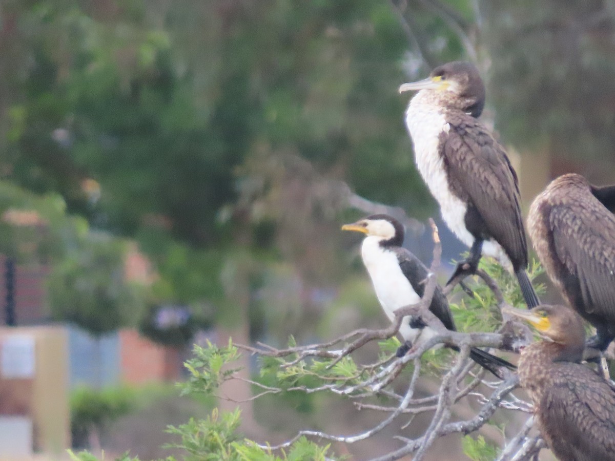 Pied Cormorant - Sandra Henderson