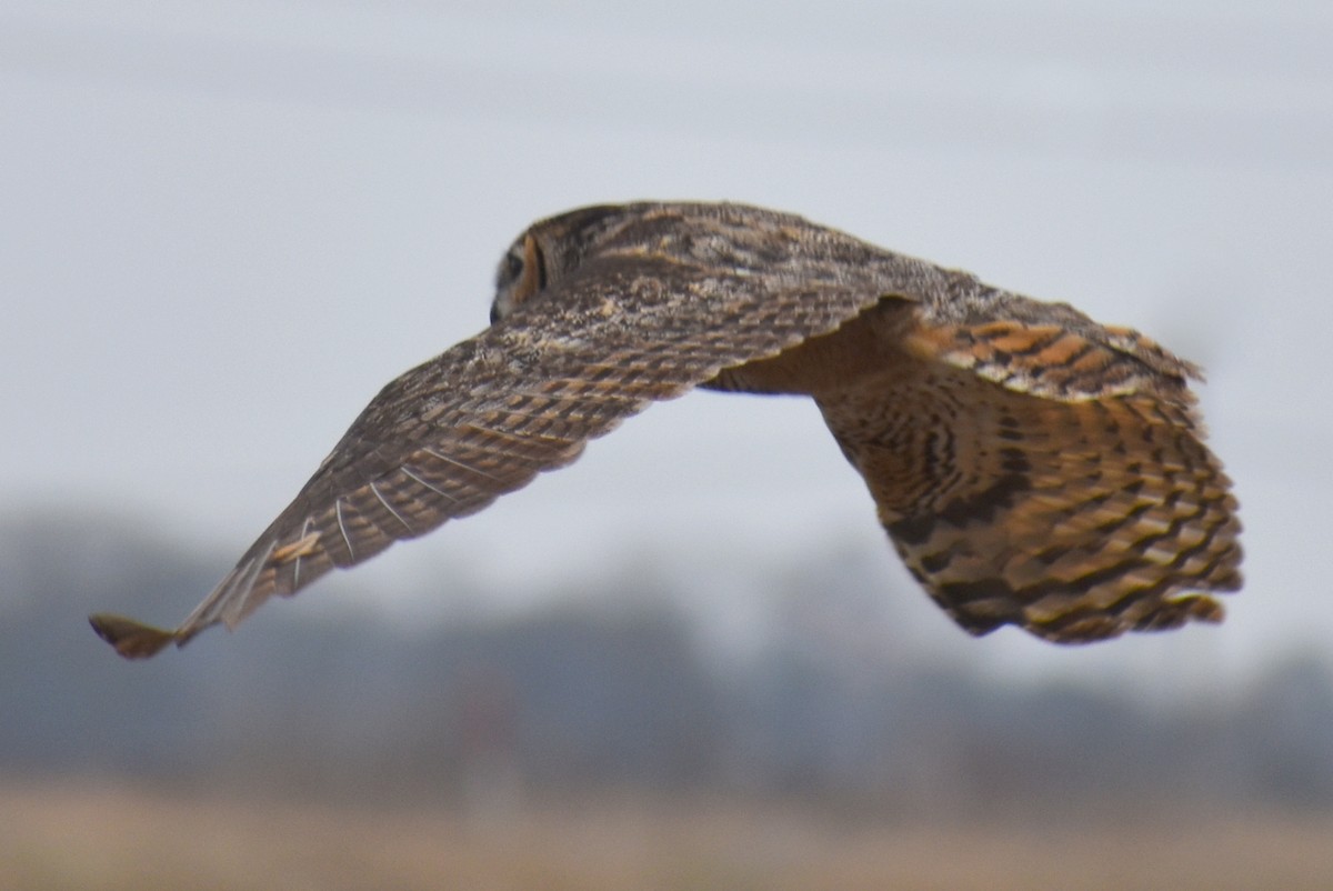 Great Horned Owl - ML613882641