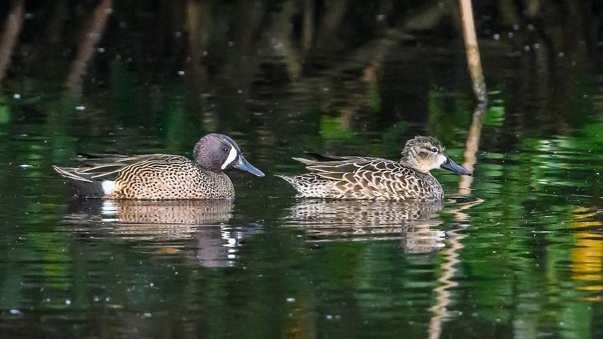 Blue-winged Teal - ML613882644