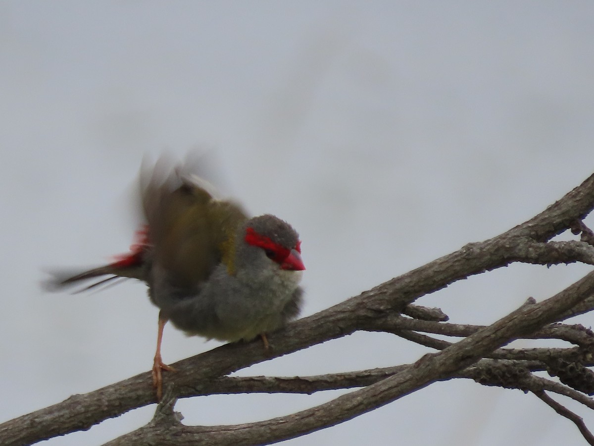 Red-browed Firetail - Sandra Henderson