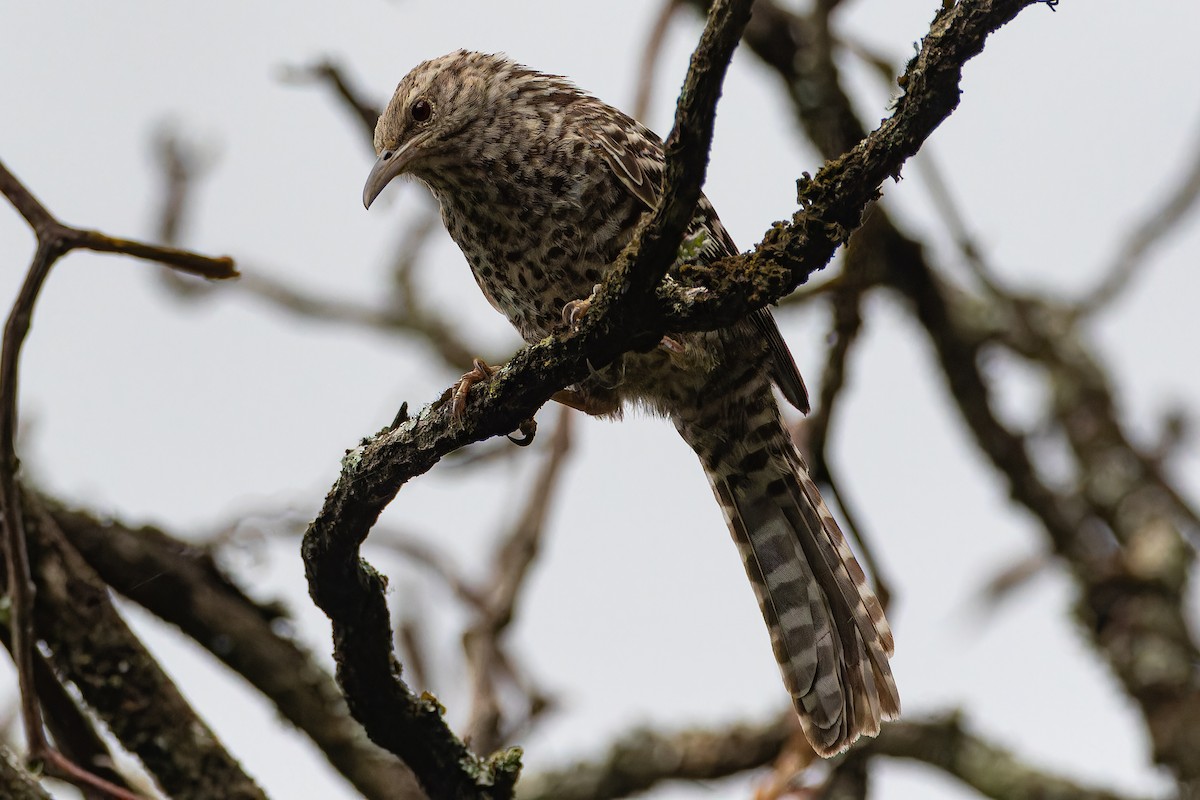 Fasciated Wren - Steve Juhasz