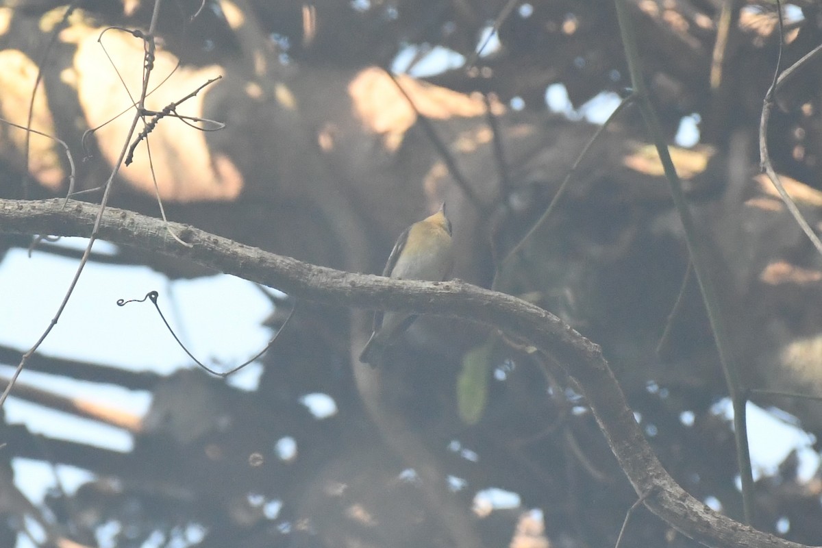 Mugimaki Flycatcher - ML613882747