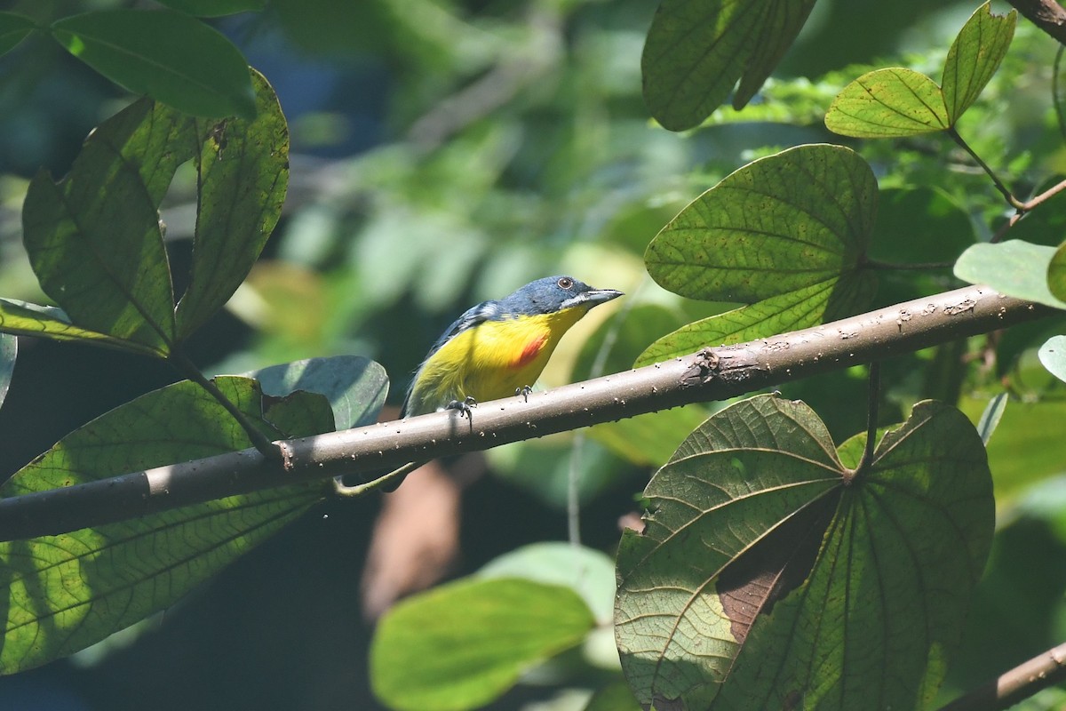 Crimson-breasted Flowerpecker - ML613882753