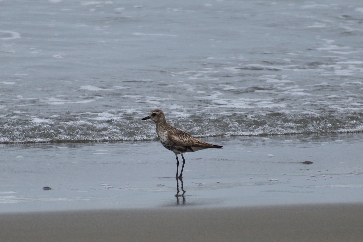 Black-bellied Plover - ML613882816