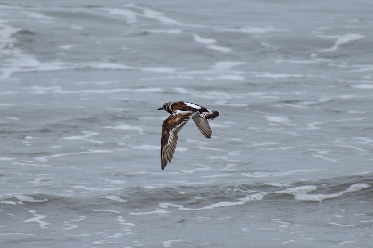 Ruddy Turnstone - ML613882826