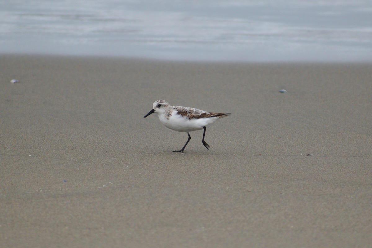 Sanderling - Ruben Torrejón