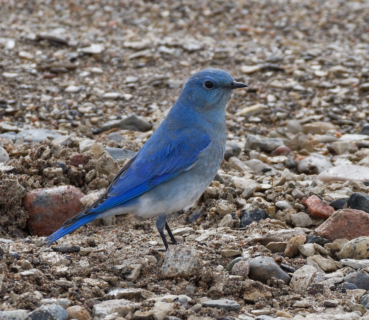 Mountain Bluebird - ML613882836