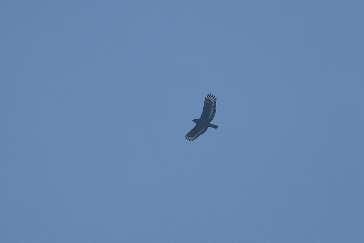 Crested Serpent-Eagle - ML613882853