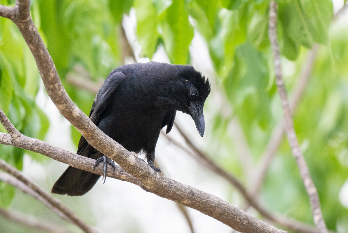 Sinaloa Crow - ML613882975