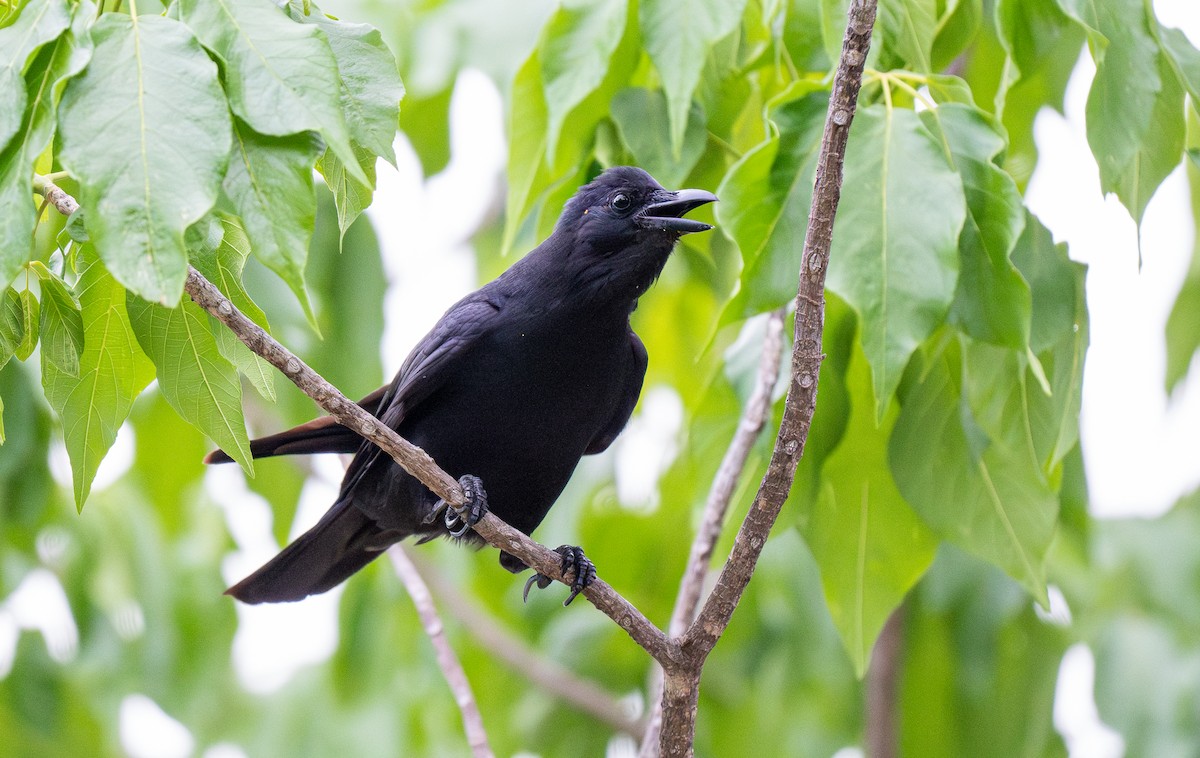 Sinaloa Crow - ML613882980