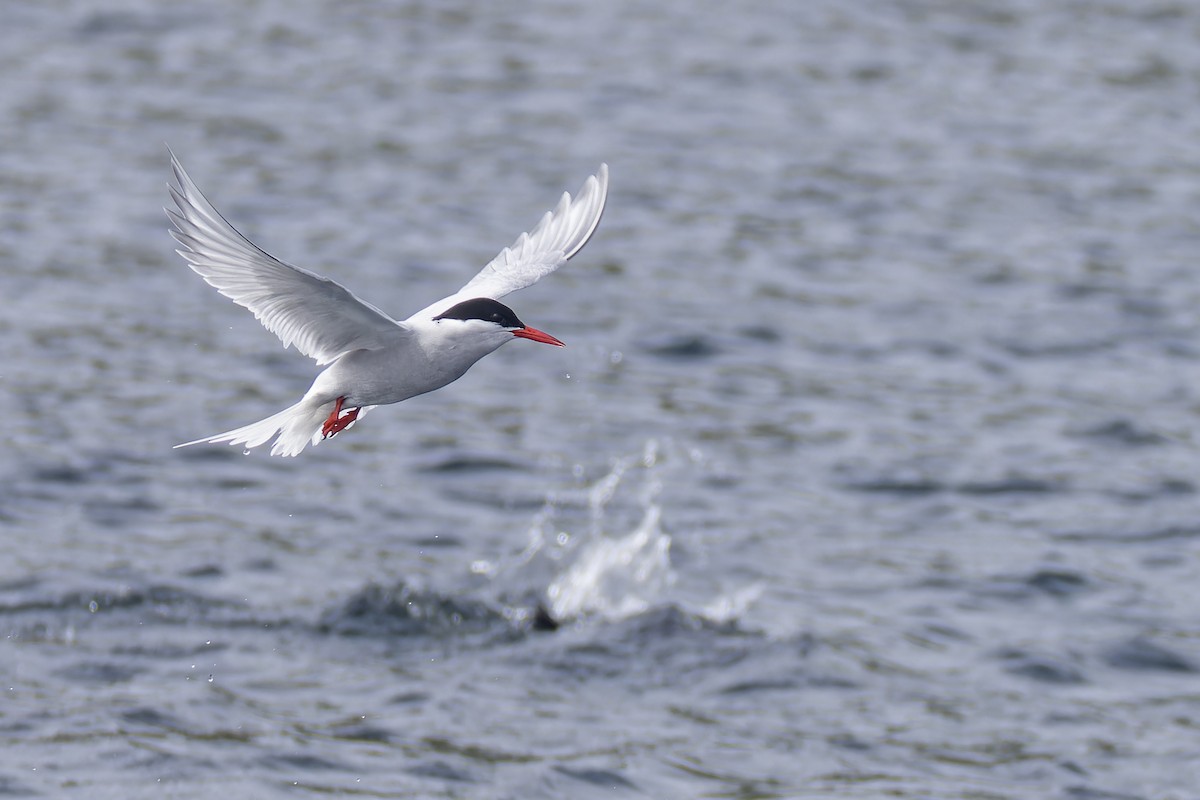 Antarctic Tern - ML613882983