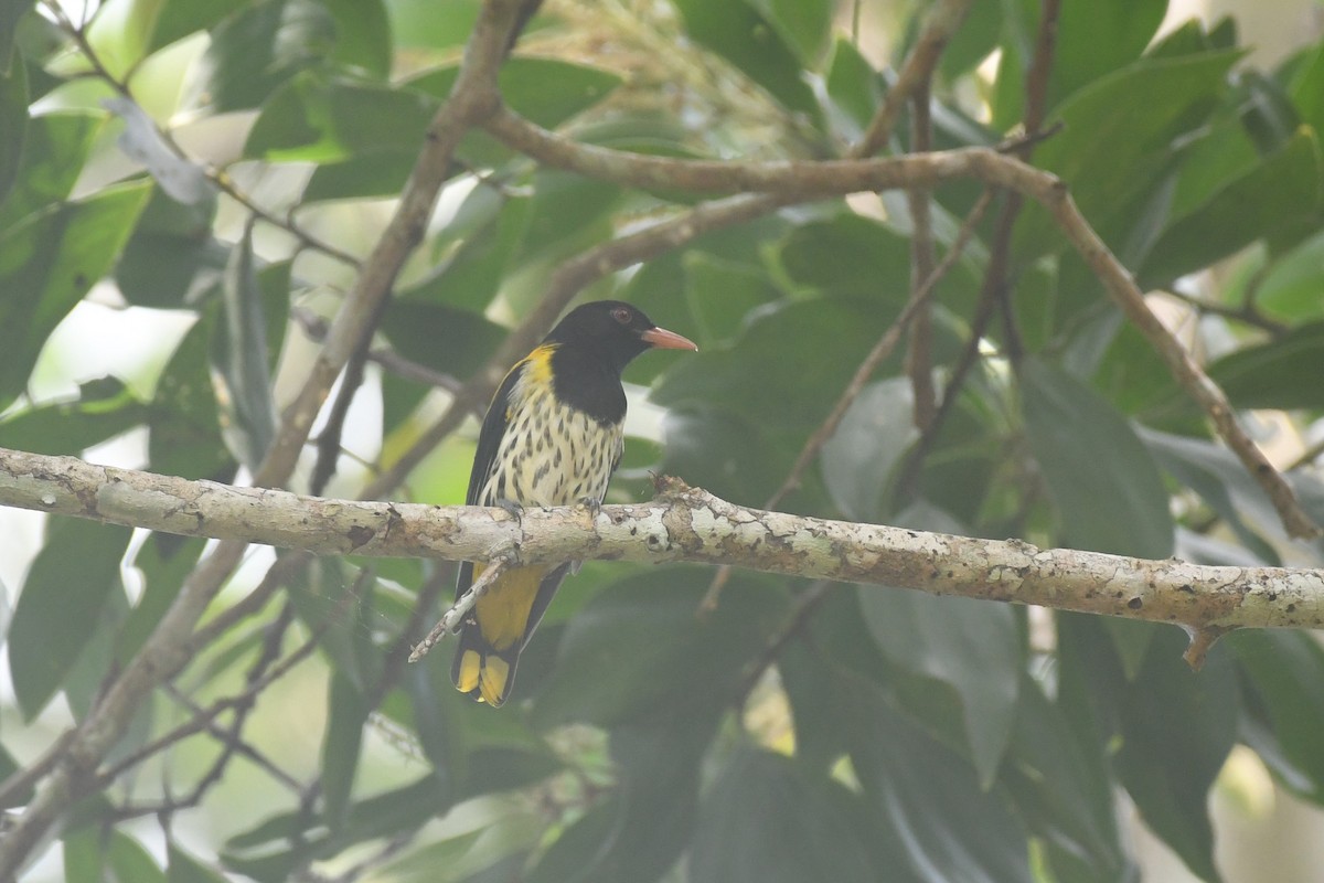 Dark-throated Oriole - ML613883020