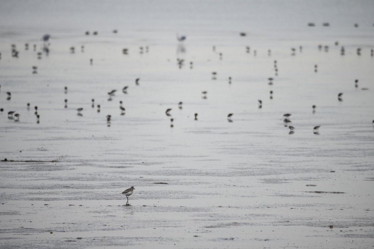 Black-bellied Plover - ML613883033