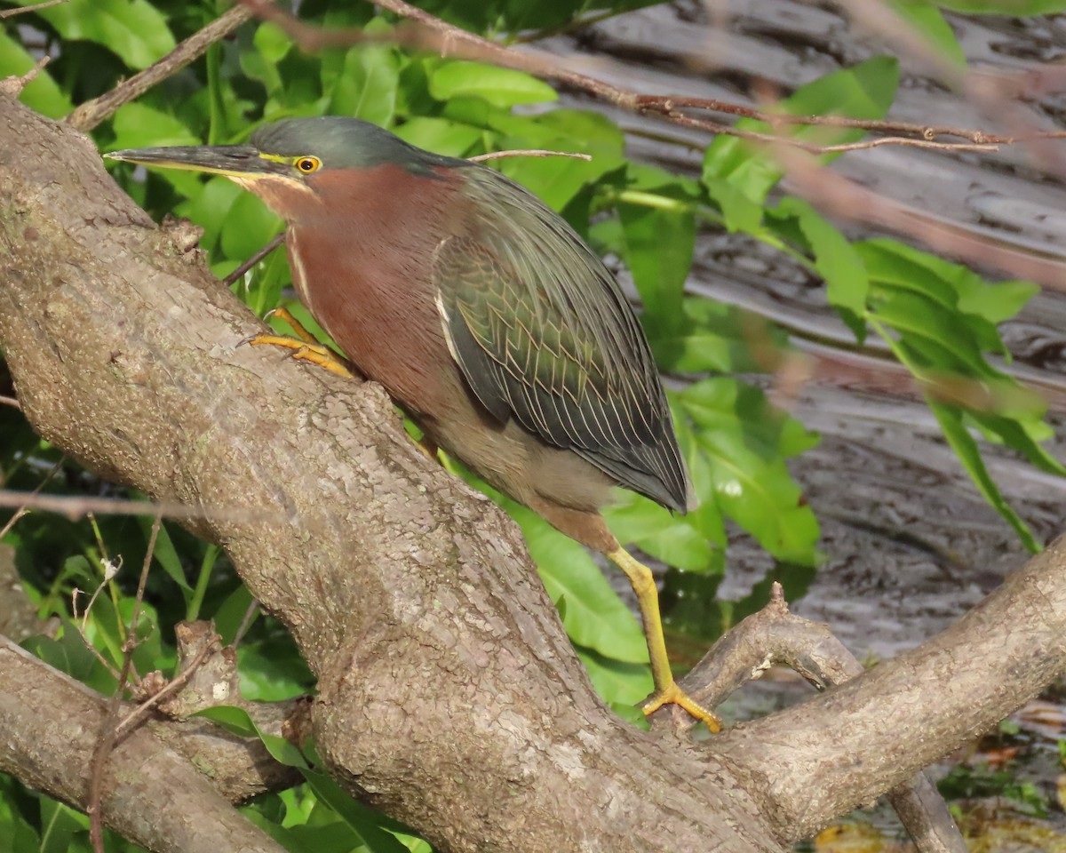 Green Heron - Laurie Witkin