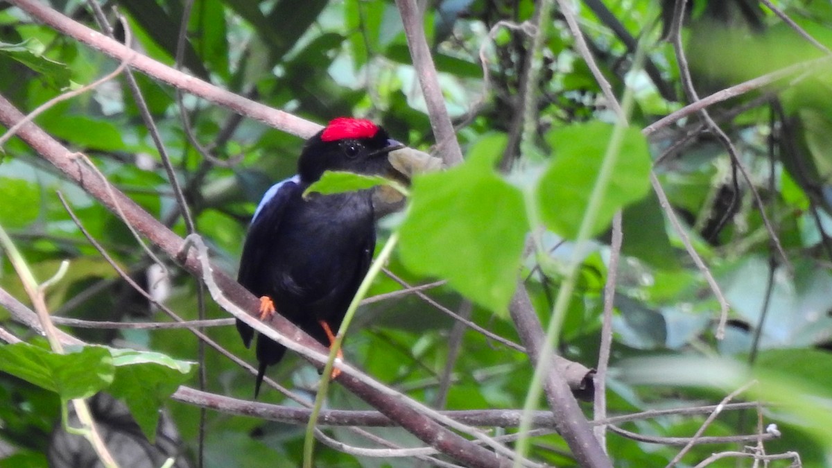 Lance-tailed Manakin - ML613883067