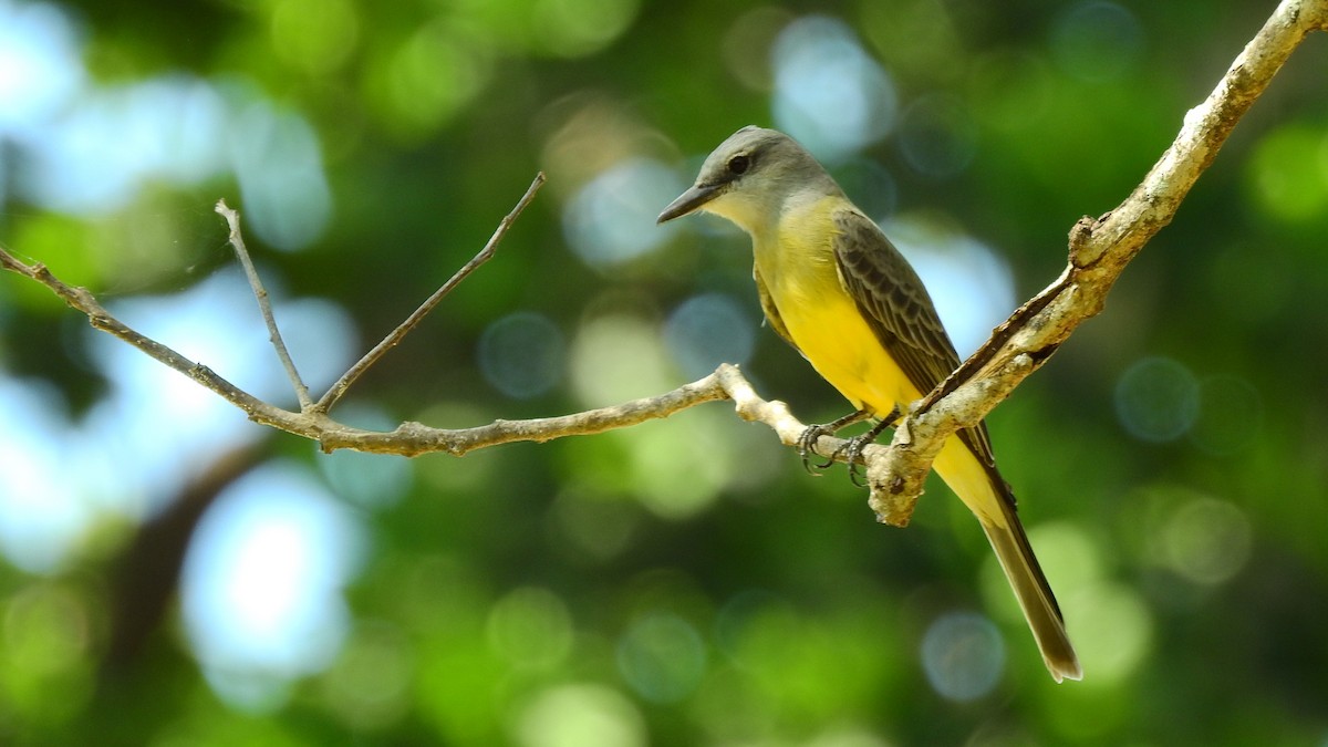 Tropical Kingbird - ML613883176