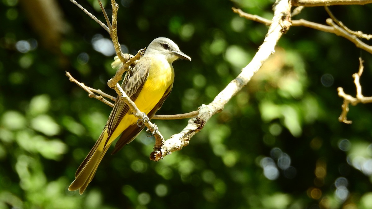 Tropical Kingbird - ML613883177