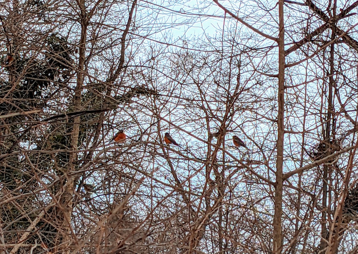 American Robin - ML613883179