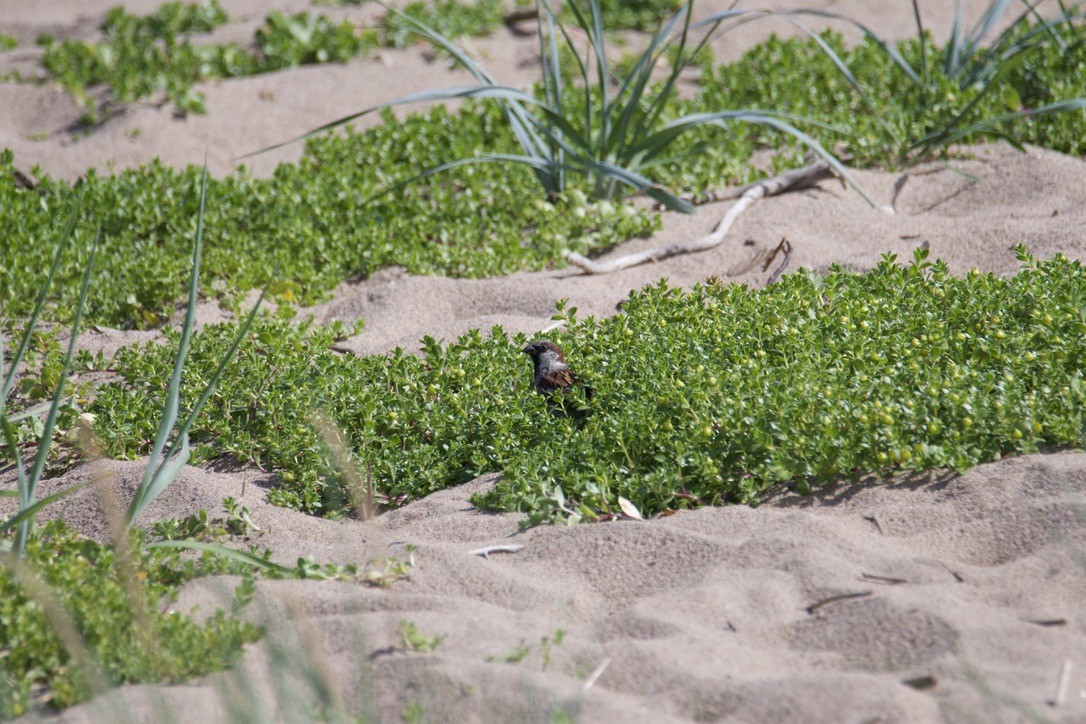 イエスズメ - ML613883264