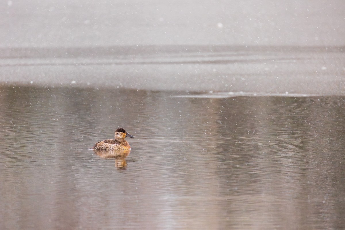 Ruddy Duck - ML613883289