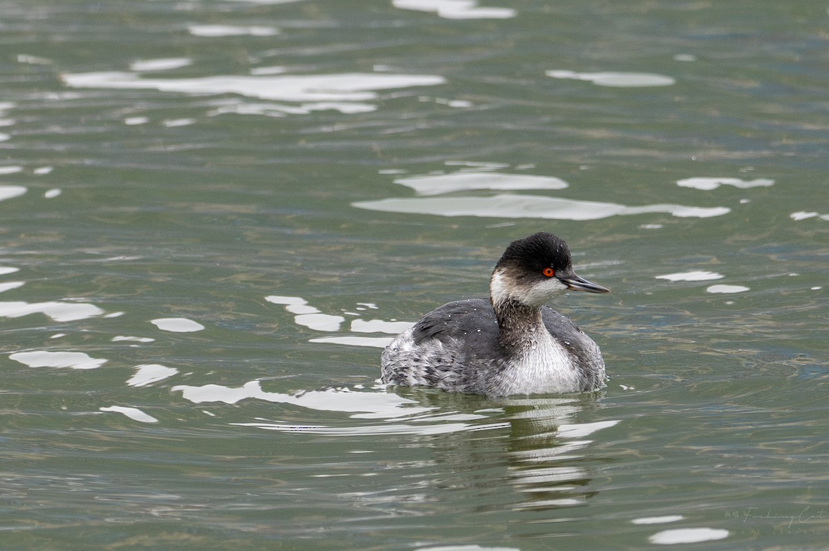 Eared Grebe - ML613883399