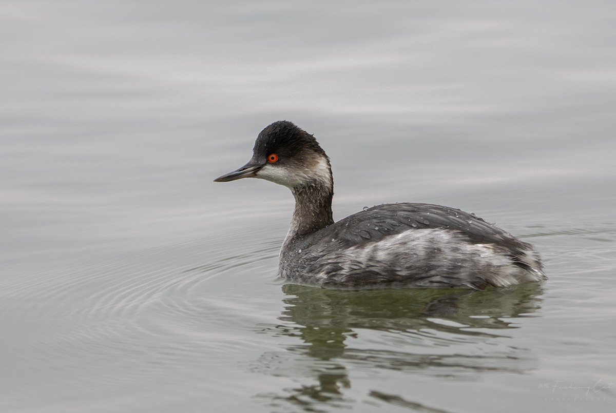 Eared Grebe - Fishing Cat