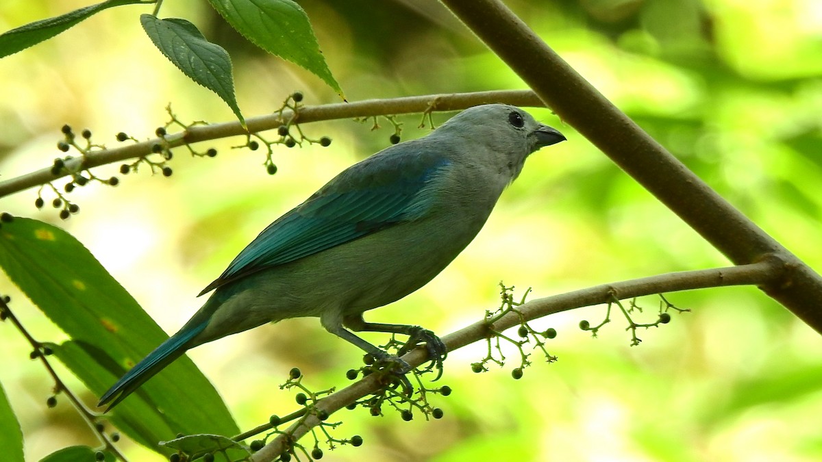 Blue-gray Tanager - ML613883418