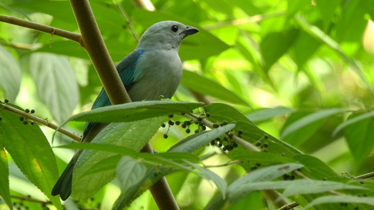 Blue-gray Tanager - ML613883419