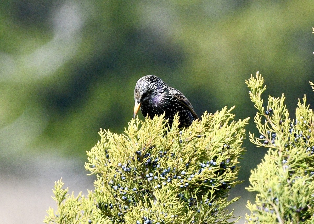 European Starling - ML613883460