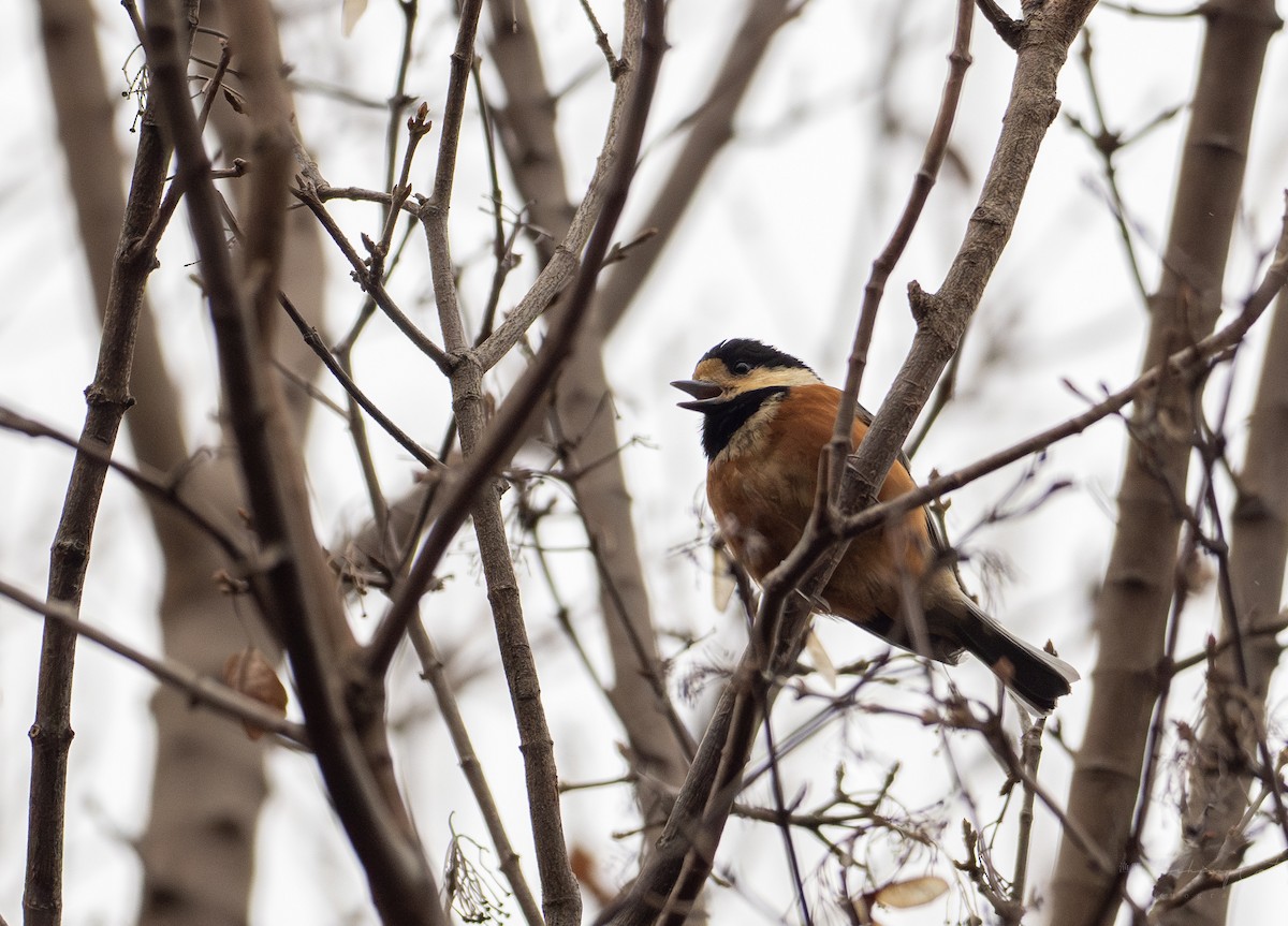 Varied Tit - Fishing Cat