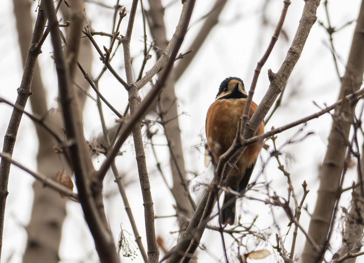 Varied Tit - ML613883497