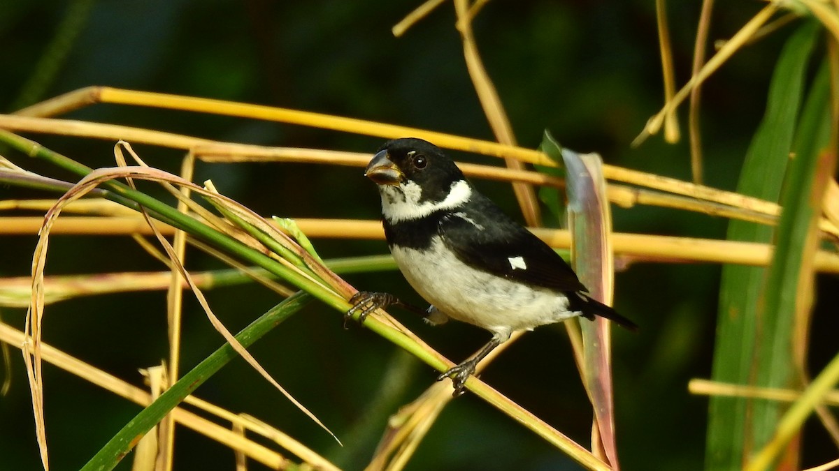 Variable Seedeater - ML613883513