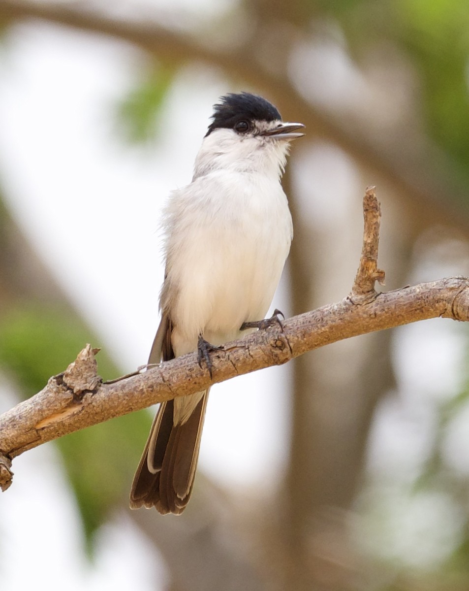 White-naped Xenopsaris - ML613883528