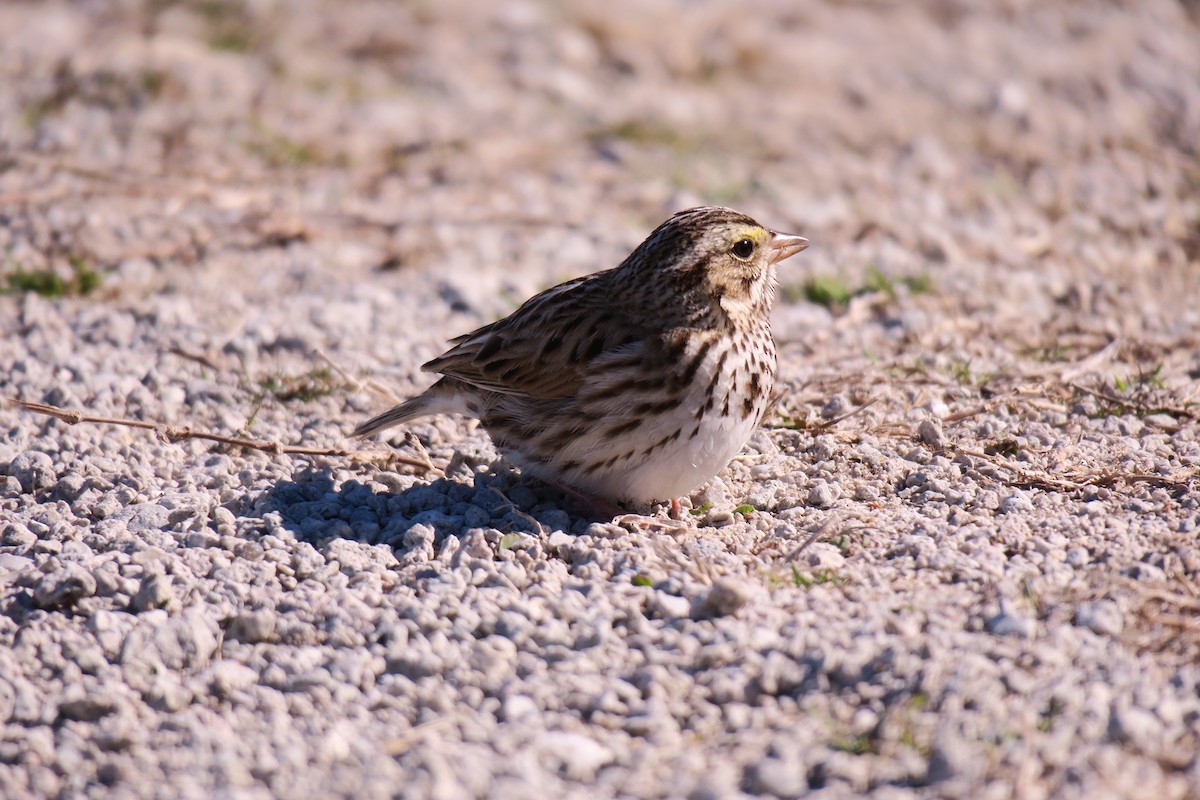 Savannah Sparrow - ML613883674