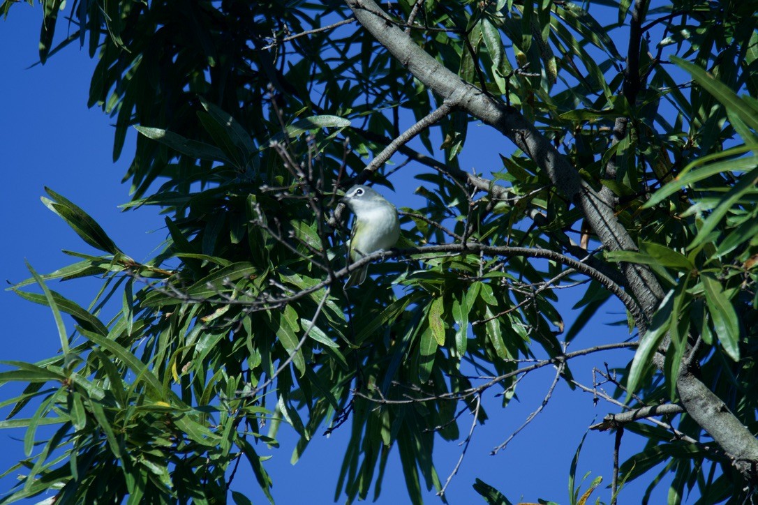 Blue-headed Vireo - ML613883726