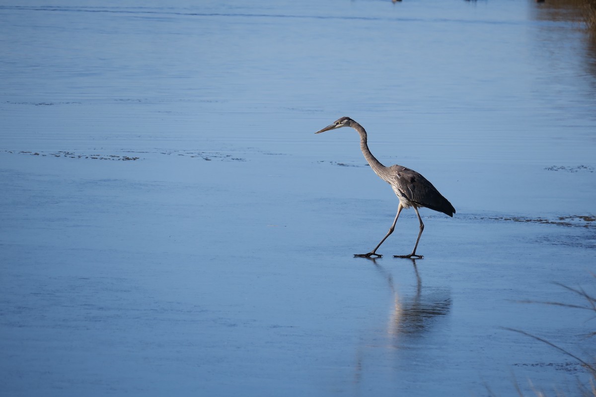 Great Blue Heron - ML613883809